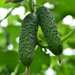 Ogórek Mirabelle F1 250 nasion st